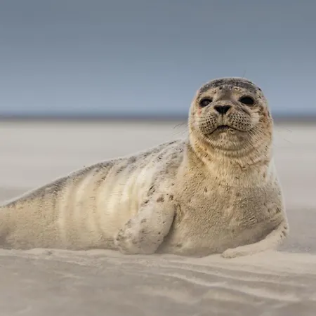 Lägenhet Surf Vue 100m Berck