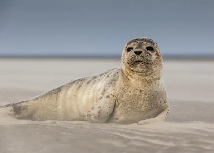 Apartment Surf Vue 100m Berck